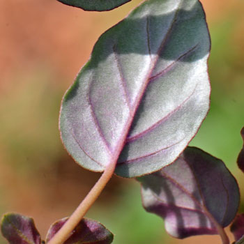 Boerhavia intermedia, Fivewing Spiderling